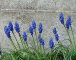 muscari