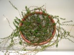 DSC03187