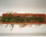 zephyranthes