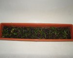 zephyranthes1