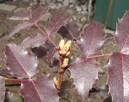 mahonia