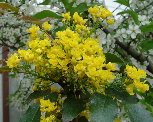 mahonia