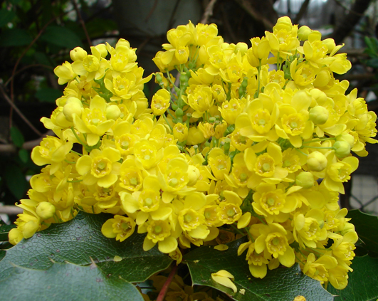 mahonia1