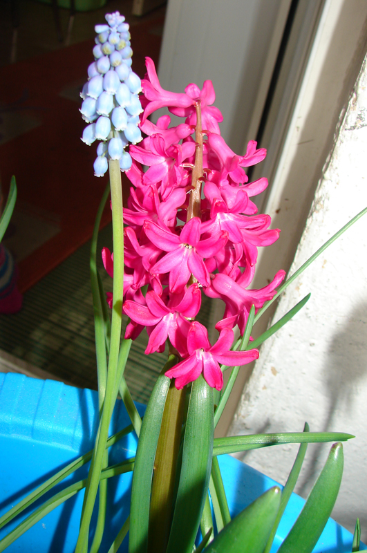 zambile si muscari 1