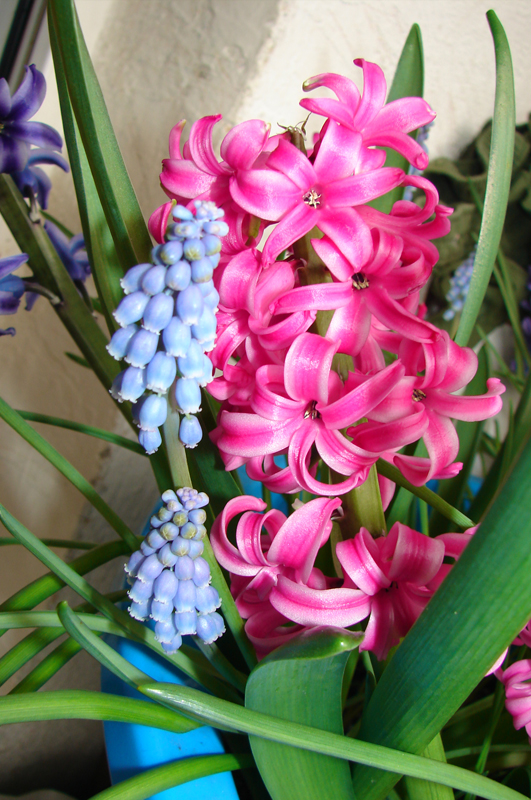 zambile si muscari 3