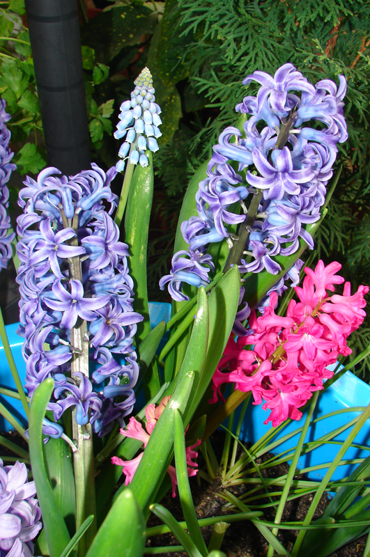 zambile si muscari 4