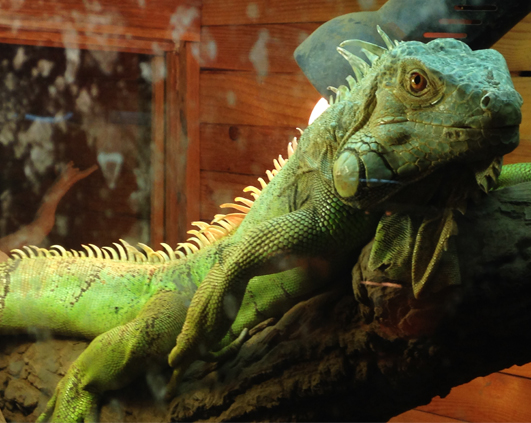 iguana