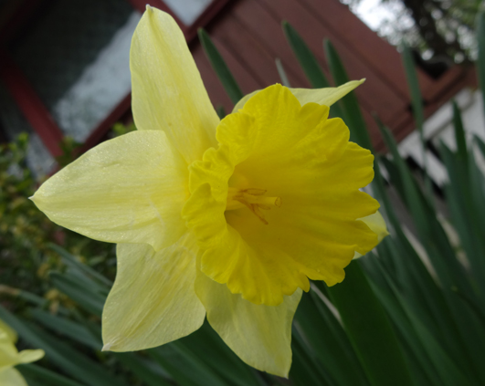 narcisa2
