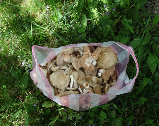 recolta ciuperci