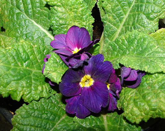primula