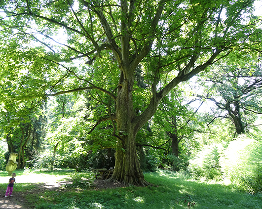 simeria_0000_DSC03611