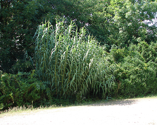 simeria_0013_DSC00553