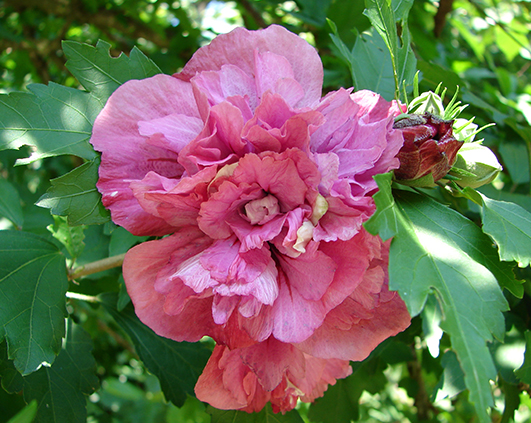 simeria_0016_DSC00499