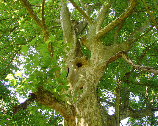 simeria_0017_DSC00492