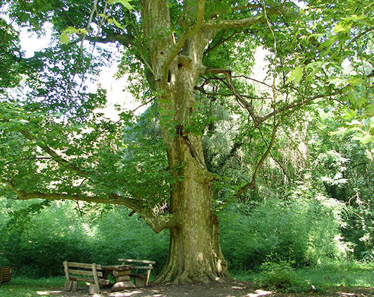 simeria_0018_DSC00488