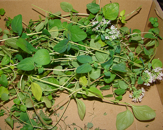 oregano