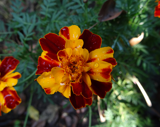 tagetes