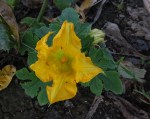 floare de dovleac
