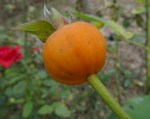 maciasa