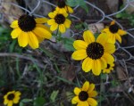 rudbeckia