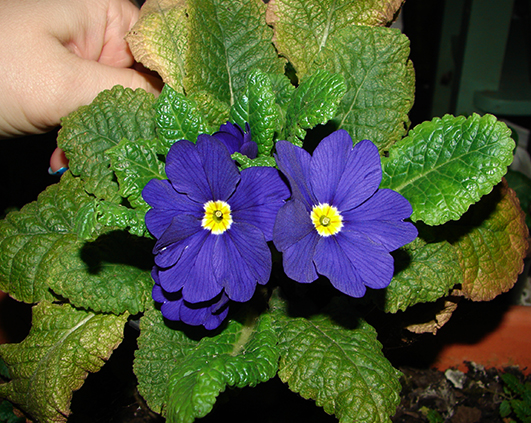 primula