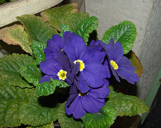 primula
