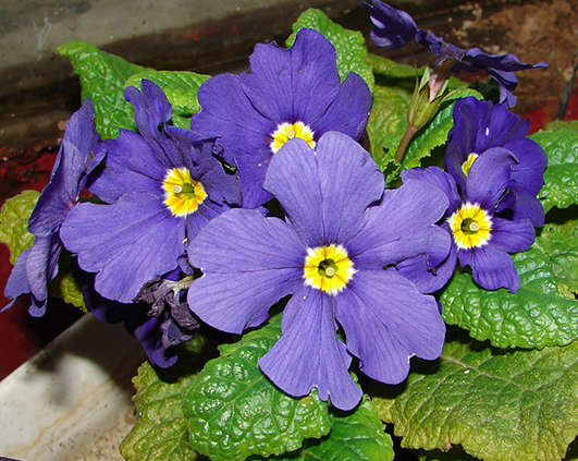 primula albastra