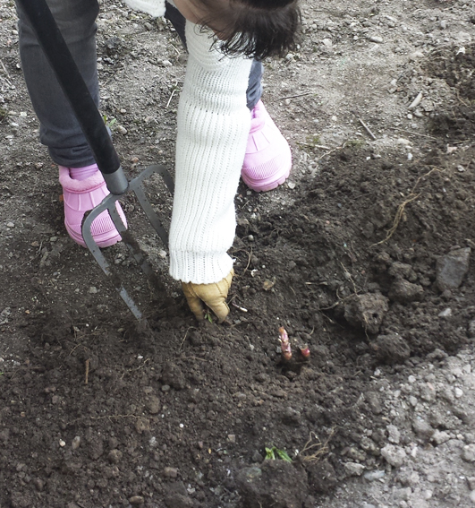 furca_langa radacina