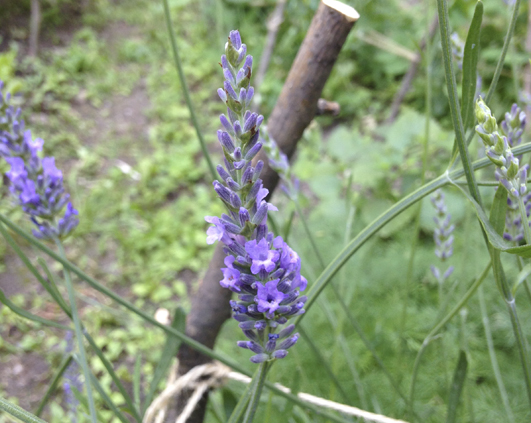 lavanda