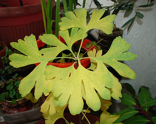 ginkgo