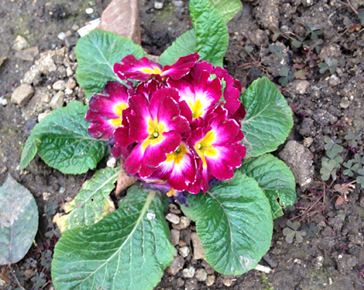 primula2
