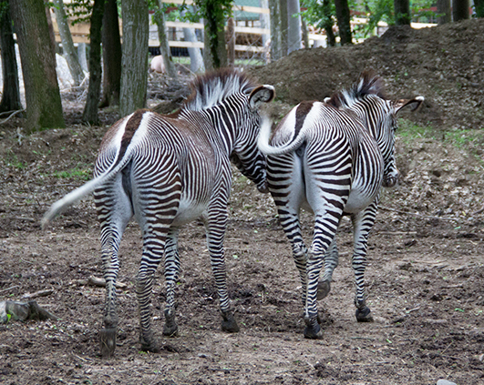 zebre