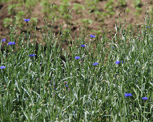 mirodenii_0005_IMG_2792