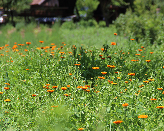 mirodenii_0008_IMG_2779