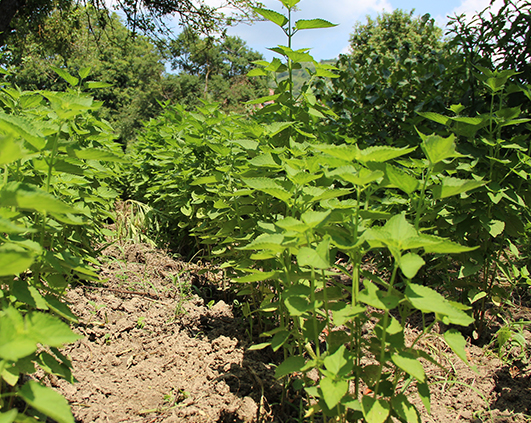 mirodenii_0009_IMG_2786