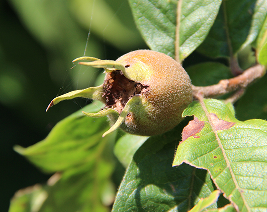 mirodenii_0010_IMG_2766