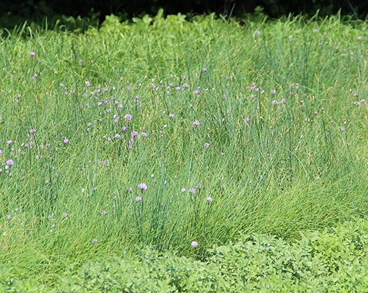 mirodenii_0012_IMG_2720