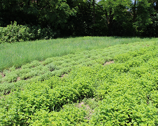 mirodenii_0013_IMG_2718