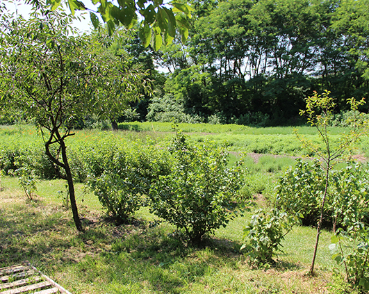 mirodenii_0022_IMG_2635