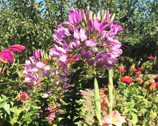 cleome