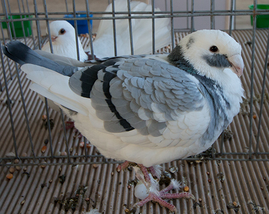 porumbei_0004_img_3000