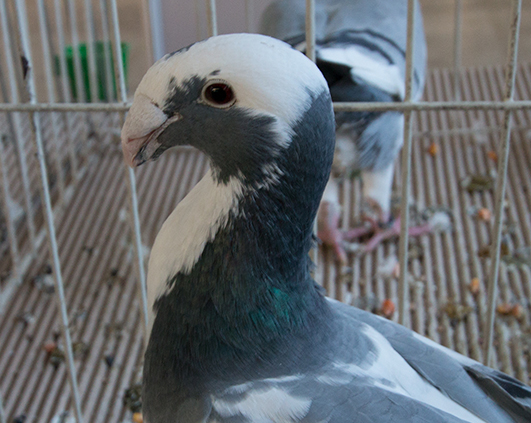 porumbei_0013_img_2915