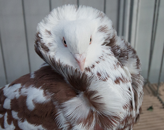 porumbei_0015_img_2910