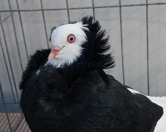 porumbei_0016_img_2904