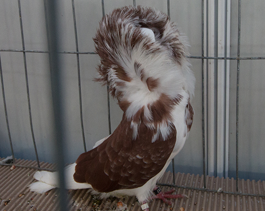 porumbei_0018_img_2893