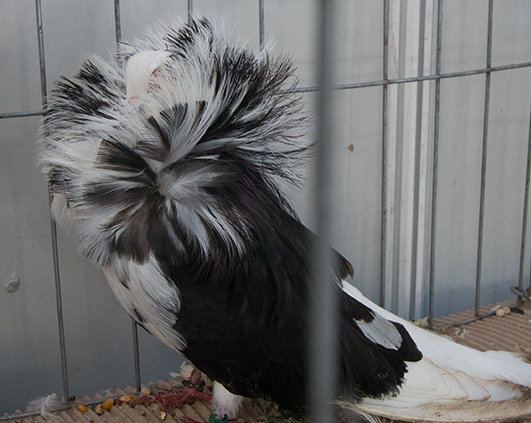 porumbei_0019_img_2890