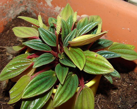 peperomia