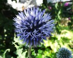 echinops