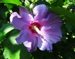 hibiscus