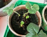 strawberry
